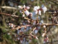 Delicate spring flowers, wild cherries on. Cherry blossoms of japanese sakura. Royalty Free Stock Photo