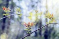 Delicate spring leaves in the sunlight. The first spring leaves look like petals of flowers