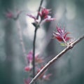 Delicate spring leaves in the sunlight. the first spring leaves look like petals of flowers