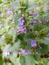 Delicate spring light purple ground-ivy flowers on a blurry green background Royalty Free Stock Photo