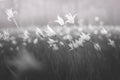 Delicate spring meadow flowers. Disappearing plant species Black and white Tulipa scythica sylvestris soft focus.