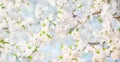 Delicate Spring Nature background With cherry blossom Royalty Free Stock Photo