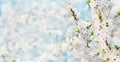 Panoramic Delicate Spring Nature cherry blossom background