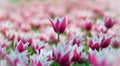 Delicate spring pink tulips