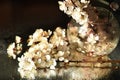 Delicate spring white flowers of a cherry tree. Branches with white flowers on a wet surface. Royalty Free Stock Photo