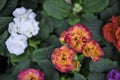 Delicate springtime primroses in vibrant yellow red colors and frill petals