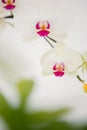 A delicate stem of pink flower Royalty Free Stock Photo