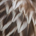 :::::::::::::::::::::::::::: delicate structure. The feathers exhibit a mix of brown and white hues, Royalty Free Stock Photo
