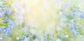 Delicate summer banner with flowers in blue