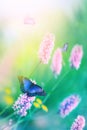 Delicate summer image. Blue butterfly on a background of pink flowers. Pastel colors.