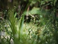 Delicate summer wildflowers