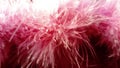 Delicate swan pink fluff. Hood feather trim. Fluffy natural boa feathers over dark pink faux fur. A pink silky fabric is visible Royalty Free Stock Photo