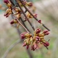 cherry or peach buds in close-up