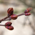 spring blossoming cherry or peach buds in close-up