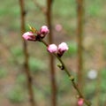 blossoming cherry or peach buds in close-up Royalty Free Stock Photo