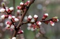 blossoming cherry or peach buds in close-up Royalty Free Stock Photo