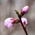 blossoming cherry or peach buds in close-up Royalty Free Stock Photo