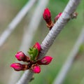 peach buds in close-up Royalty Free Stock Photo