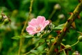 Delicate sweetbriar rose blooming in the midst of lush green foliage.