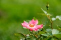 Delicate sweetbriar rose blooming in the midst of lush green foliage. Royalty Free Stock Photo