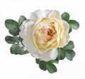 Delicate tea rose on white background 22462