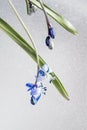 Delicate tender primoroses Delicate primroses with water drops, on light background. Scilla siberica, Siberian squill. Royalty Free Stock Photo