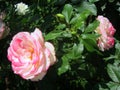 Terry light pink roses in the garden Royalty Free Stock Photo