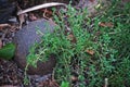 DELICATE THYME GROWING IN A HERB GARDEN NEXT TO ROUND PEBBLE Royalty Free Stock Photo