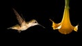 Delicate tiny Hummingbird over black background Royalty Free Stock Photo