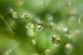 Delicate tiny water drops on stems with blinks, glare and pink reflections inside in sunshine on blur green background, macro.