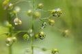 Delicate tiny water drops on stems with blinks, glare and reflections inside in sunshine on blur green background, macro, texture. Royalty Free Stock Photo