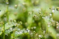 Delicate tiny water drops on stems with blinks, glare and reflections inside in sunshine on blur green background, macro, texture. Royalty Free Stock Photo