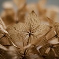 Delicate and translucent dried hydrangea petals (Hydrangea macrophylla) are Royalty Free Stock Photo