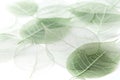 Skeletal Leaves: A Green Dream Royalty Free Stock Photo