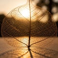 A delicate, translucent leaf skeleton is Royalty Free Stock Photo