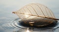 A delicate, translucent leaf skeleton floats Royalty Free Stock Photo