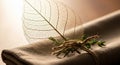 A delicate, translucent leaf skeleton rests atop a folded beige fabric, next to some small green Royalty Free Stock Photo