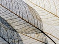 Delicate translucent leaves overlapping with intricate vein patterns showcasing natural textures and subtle earthy tones in a Royalty Free Stock Photo