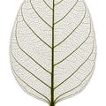 Transparent Skeleton Leaf Isolated on White Background Royalty Free Stock Photo