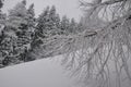 Snow Covered Tree Branches Hanging Over Pristine Winter Slope in Quiet Forest Landscape Royalty Free Stock Photo