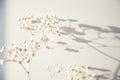 Delicate trendy gypsophila flower on a white surface with reflections and shadows. Fashion concept