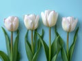 Delicate Tulip Flowers on Neutral Blue Background AI Generated Royalty Free Stock Photo