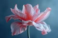 Delicate Tulip with Translucent Petals in Cool Hues. Royalty Free Stock Photo