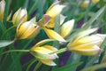 Delicate tulipa tarda flowers in rainy weather Royalty Free Stock Photo