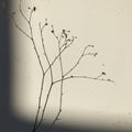 A delicate twig with sparse buds casts a soft shadow on a textured beige wall. The Royalty Free Stock Photo