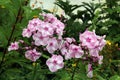 delicate two-color phlox flowers (Latin Phlox) on a blurred background Royalty Free Stock Photo