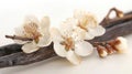 Delicate Vanilla Bean and Flower Clipping Path for Culinary and Floral Designs Royalty Free Stock Photo