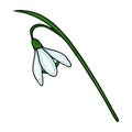 Delicate vector illustration of a single white snowdrop flower with green stem and leaves, isolated on a white background Royalty Free Stock Photo