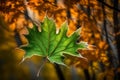 The delicate veins of a maple leaf in the gentle breeze