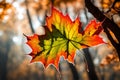 The delicate veins of a maple leaf in the gentle breeze